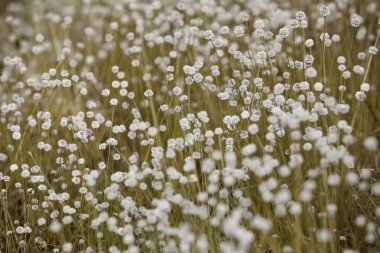 Fern bitkiler doğal orman zemin kapak