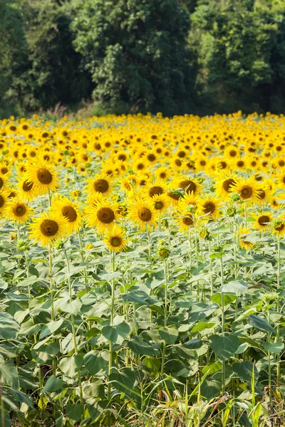Detail van een veld met vele zonnebloemen in zonlicht met ondiep — Stockfoto