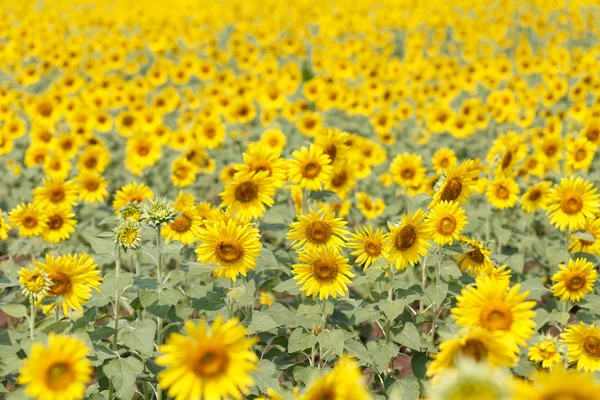 Veld met zonnebloemen — Stockfoto