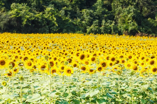 Dettaglio di un campo con molti girasoli alla luce del sole con poco profondo — Foto Stock