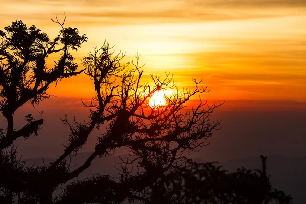 Strom za úsvitu s paprsky slunce — Stock fotografie