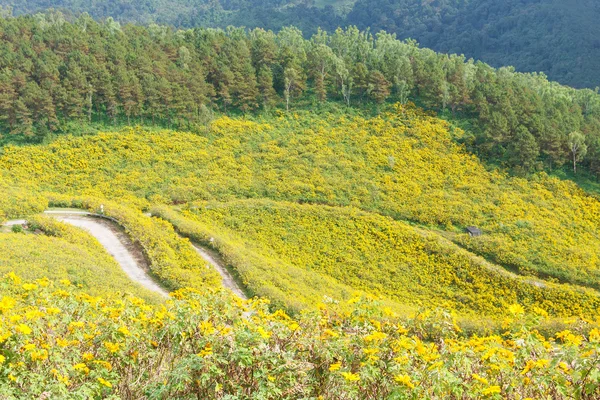 Le champ des fleurs jaunes — Photo