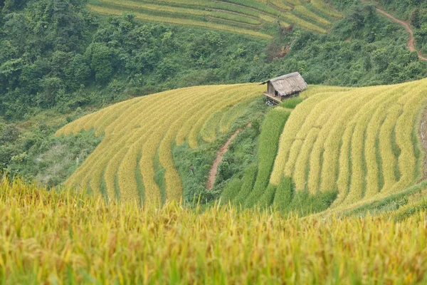 水稻梯田和在山上的小屋 — 图库照片