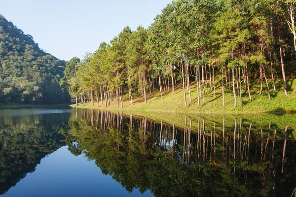 Doğal çam woodland — Stok fotoğraf