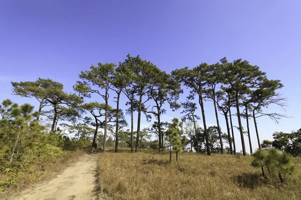 Fern plants cover the ground of the natural forest — Stock Photo, Image