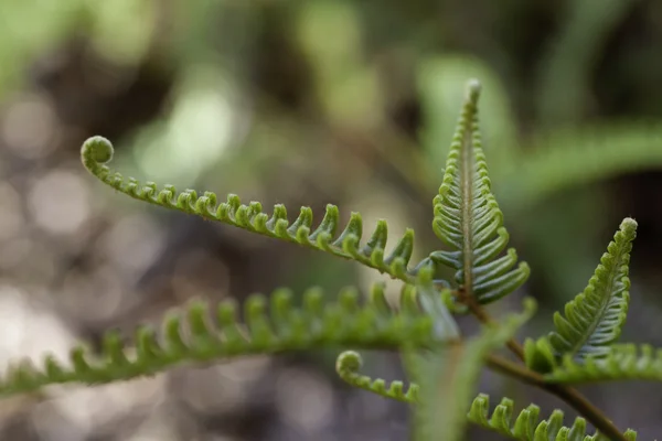 Le piante di felce coprono il terreno della foresta naturale — Foto Stock