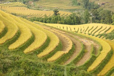 Dağlarda pirinç terasları