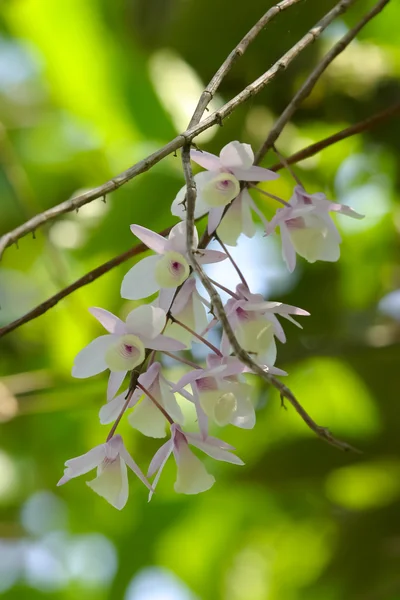 Dzikich orchidei — Zdjęcie stockowe