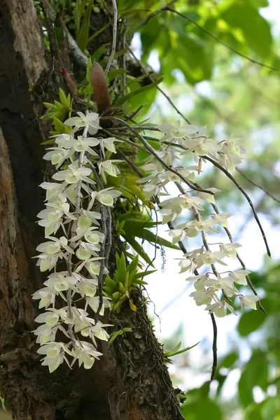 Divoké orchideje — Stock fotografie