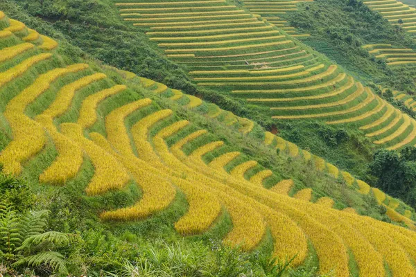 高山上的稻田 — 图库照片