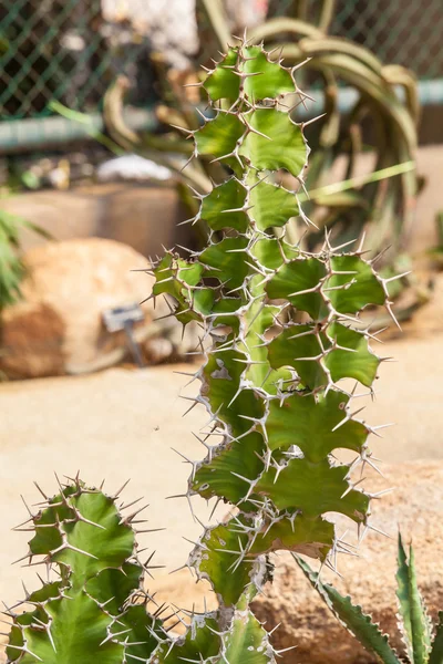 Cactus growing — Stock Photo, Image