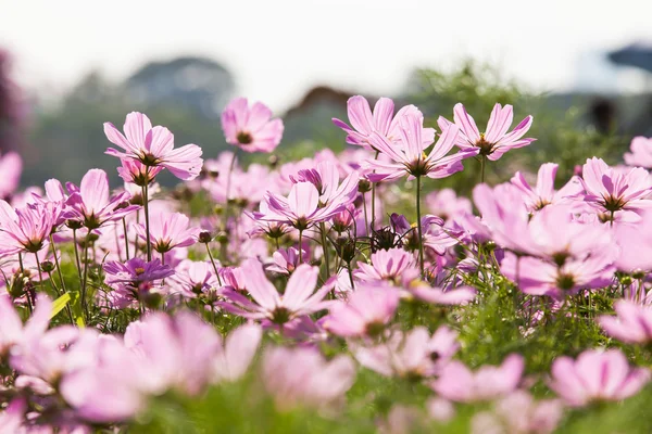 Rosa Blume — Stockfoto