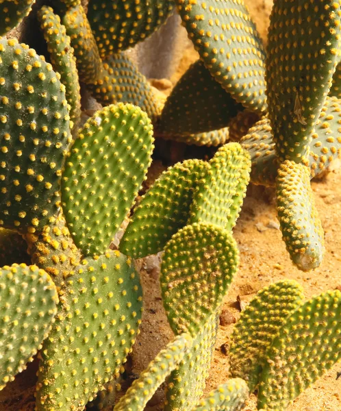 Detalhe do cacto que cresce no jardim . — Fotografia de Stock