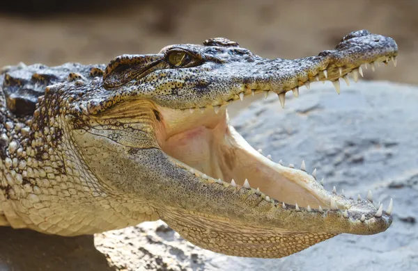 The crocodile — Stock Photo, Image