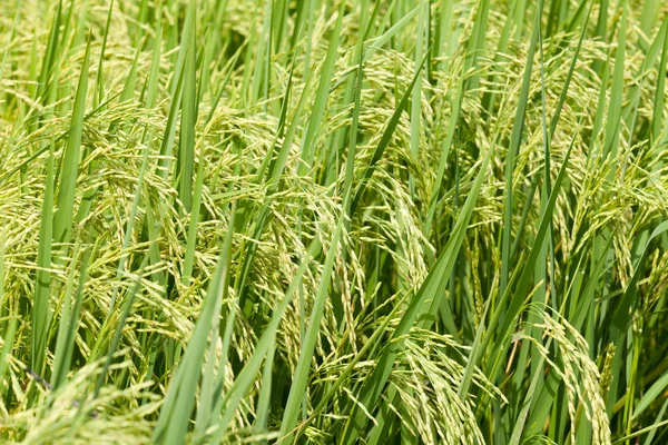 Arroz con arroz verde en el campo . —  Fotos de Stock