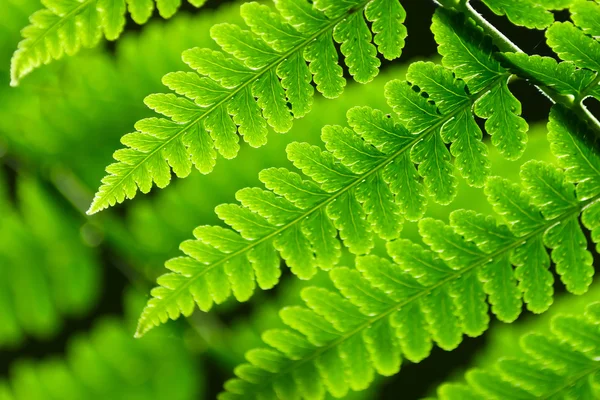 Свежие весенние зеленые папоротники — стоковое фото