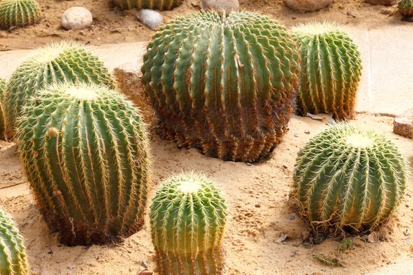 Detail of cactus growing — Stock Photo, Image