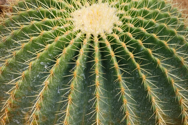 Detail of cactus growing — Stock Photo, Image