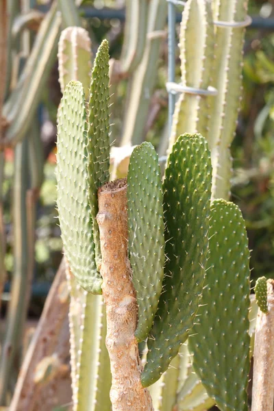 Detail of cactus growing — Stock Photo, Image