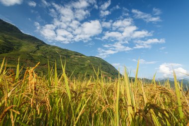 Dağlarda pirinç terasları