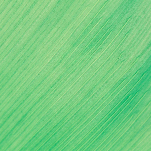 Texture of green Leaf — Stock Photo, Image
