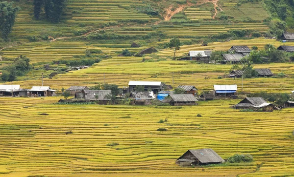 Terrasses de riz dans les montagnes — Photo