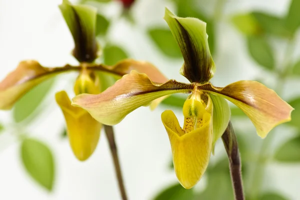 Zblízka lady's střevíček Orchid (paphiopedilum callosum) — Stock fotografie