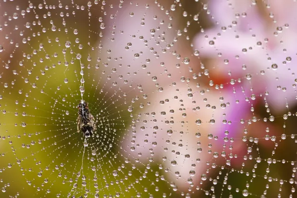 クモの巣に水滴が — ストック写真