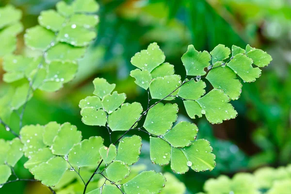 Le piante di felce coprono il terreno della foresta naturale — Foto Stock