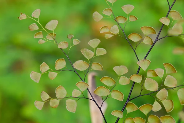 Plantas de samambaia cobrem o solo da floresta natural — Fotografia de Stock