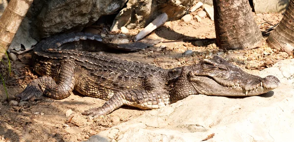 Crocodilos perigosos em uma fazenda, Tailândia — Fotografia de Stock