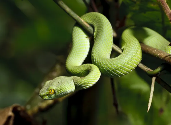 7,759 Green Snake Stock Photos, High-Res Pictures, and Images