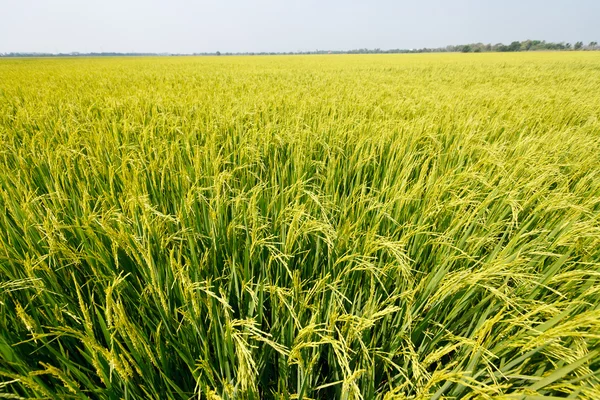 Green rice fields — Stock Photo, Image