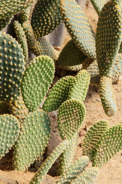 Dettaglio della coltivazione del cactus — Foto Stock
