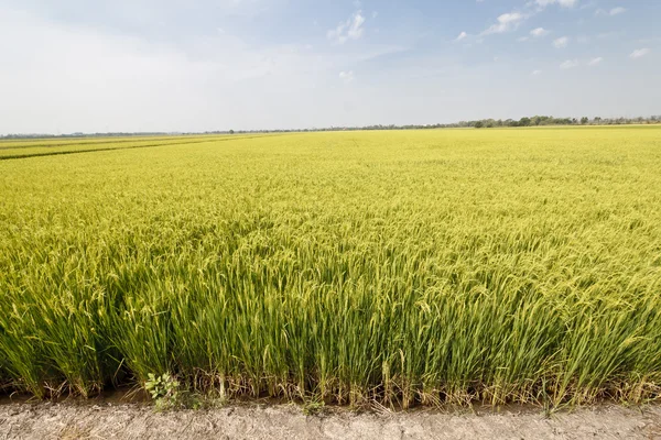 Campos de arroz verde — Fotografia de Stock