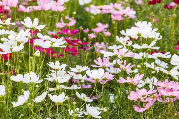 Pola pięknych kwiatów — Zdjęcie stockowe
