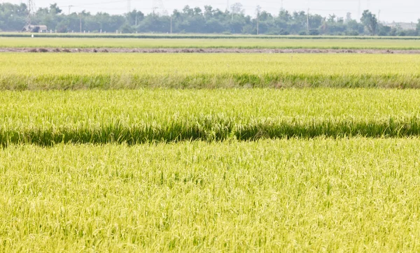 Зелені рисових полів — стокове фото
