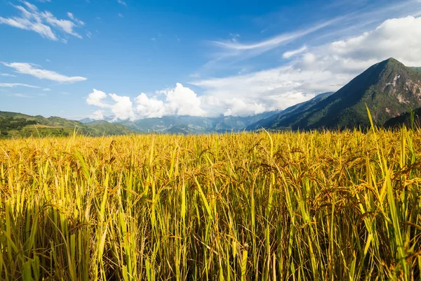 Terrasses de riz dans les montagnes — Photo