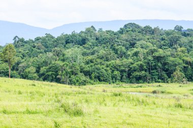 Tayland tropik yağmur ormanı.