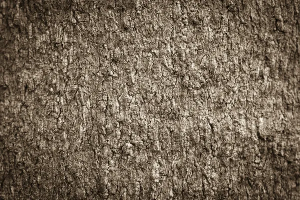 Texture shot of brown tree bark — Stock Photo, Image