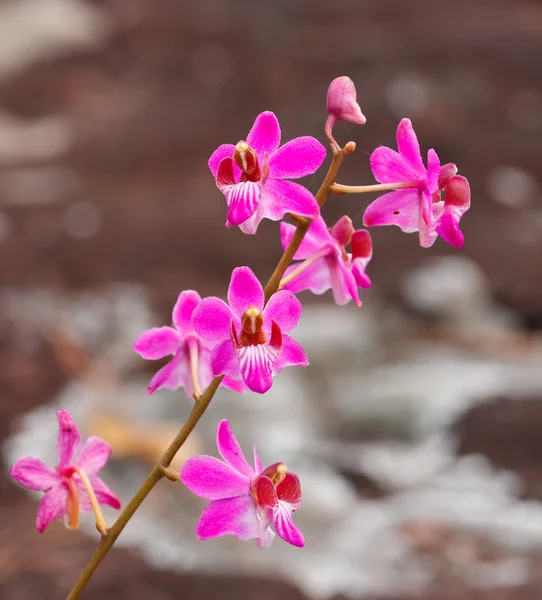 Bela flor de orquídea rosa — Fotografia de Stock