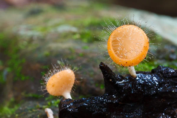 Orange mushroom — Stock Photo, Image