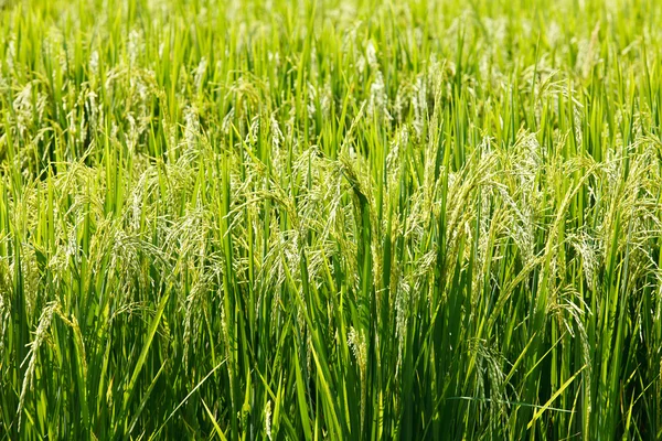 Arroz paddy verde no campo . — Fotografia de Stock