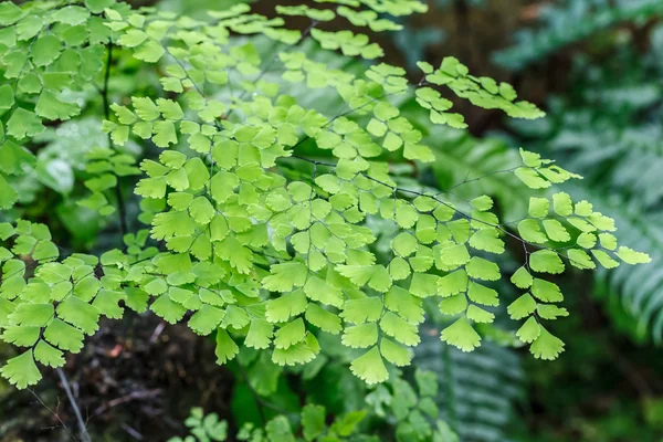 Fern plants cover the ground of the natural forest — Stock Photo, Image