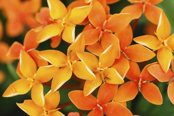 Close up photo of a bunch of ixora flower at full bloom — Stock Photo, Image