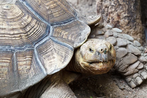 Old Turtle — Stock Photo, Image