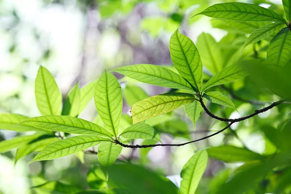 Bright green leaves — Stock Photo, Image