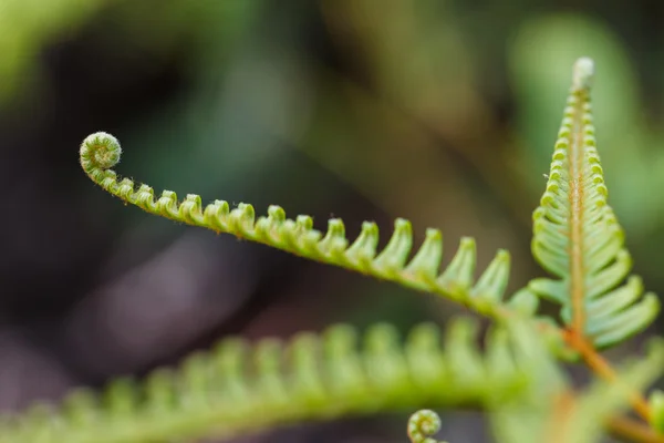 Foglie di felce verde fresco nel bosco — Foto Stock