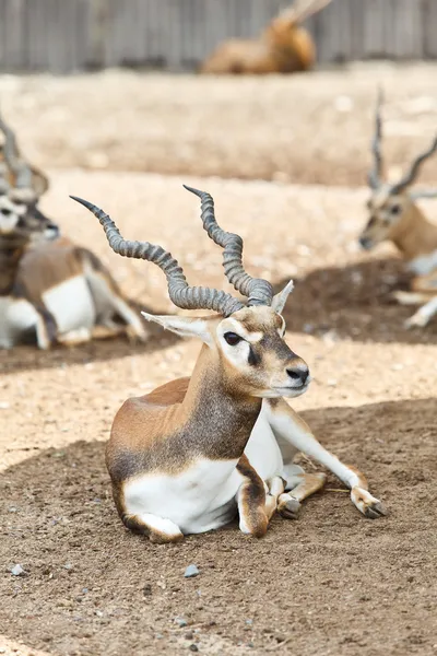 A young male deer sits in the ground