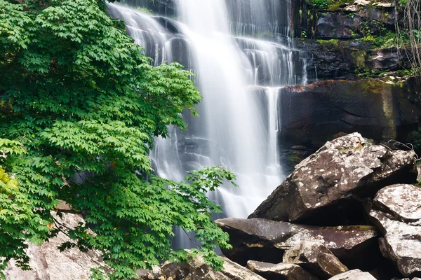 Beautiful waterfall and green maple tree — Stock Photo, Image